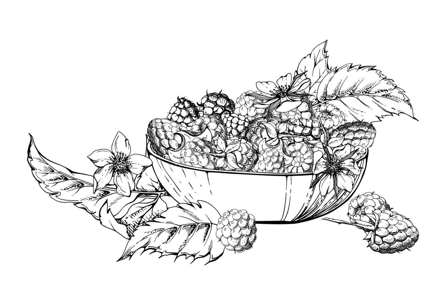 Raspberry berries leaves flowers served in glass bowl, ripe picked garden dewberry cloudberry mulberry boysenberry harvest. Isolated illustration hand drawn in ink. Farmers market preserves vector