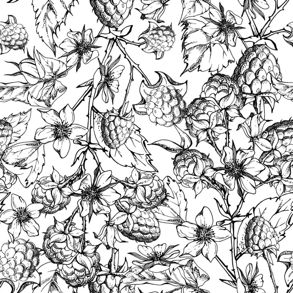 Raspberry berries leaves flowers on thorny spiked branch hand drawn in ink. Ripe cloudberry dewberry mulberry. Isolated seamless pattern. Home preserves, grocery store, gardening stationery vector