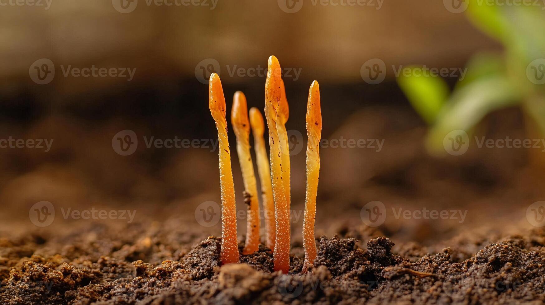 Exquisite Display of Nature with Cordyceps Mushroom Emerging Amidst Lush Greenery photo