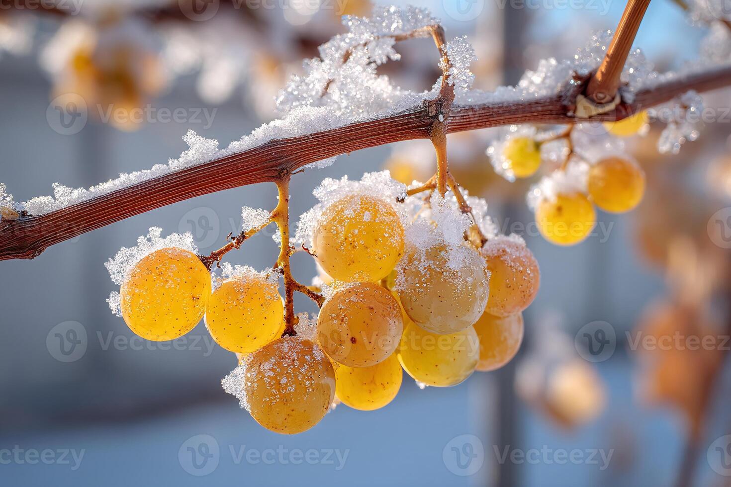 Frozen Vidal Blanc Grapes Twinkling in Early Morning Light photo