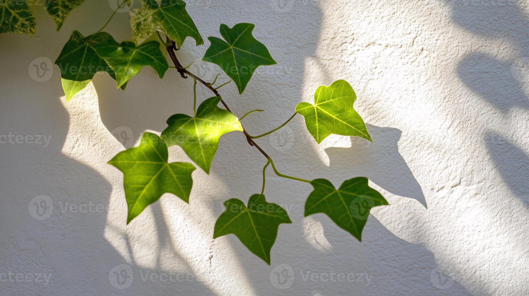 Sunlight Filtering Through Leaves, Casting Beautiful Shadow Designs photo