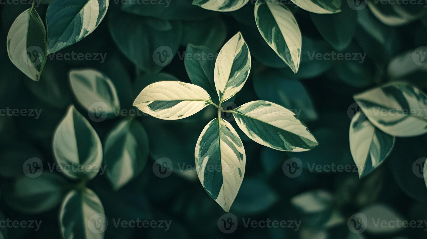 Close-Up Macro Shot of Variegated Green and Ivory Peperomia Leaves on Dark Soil photo