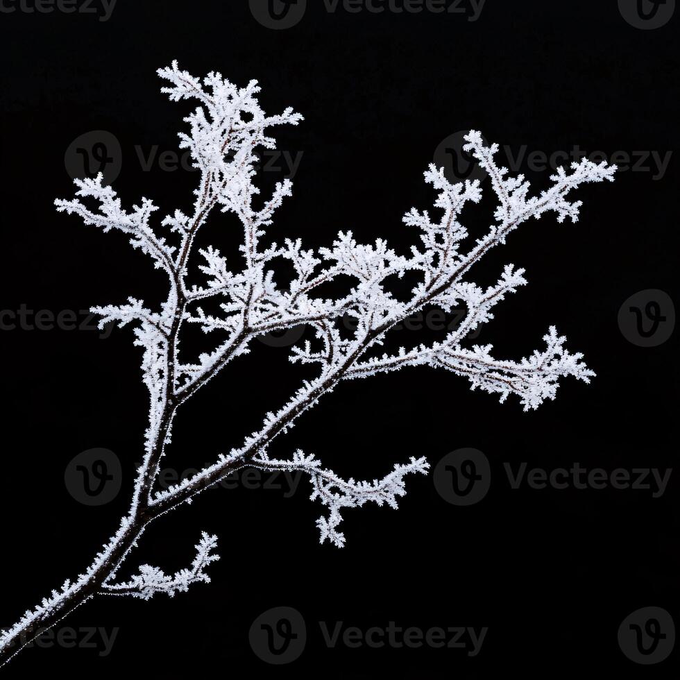 Bare tree branch glistening with frost and delicate snow crystals photo