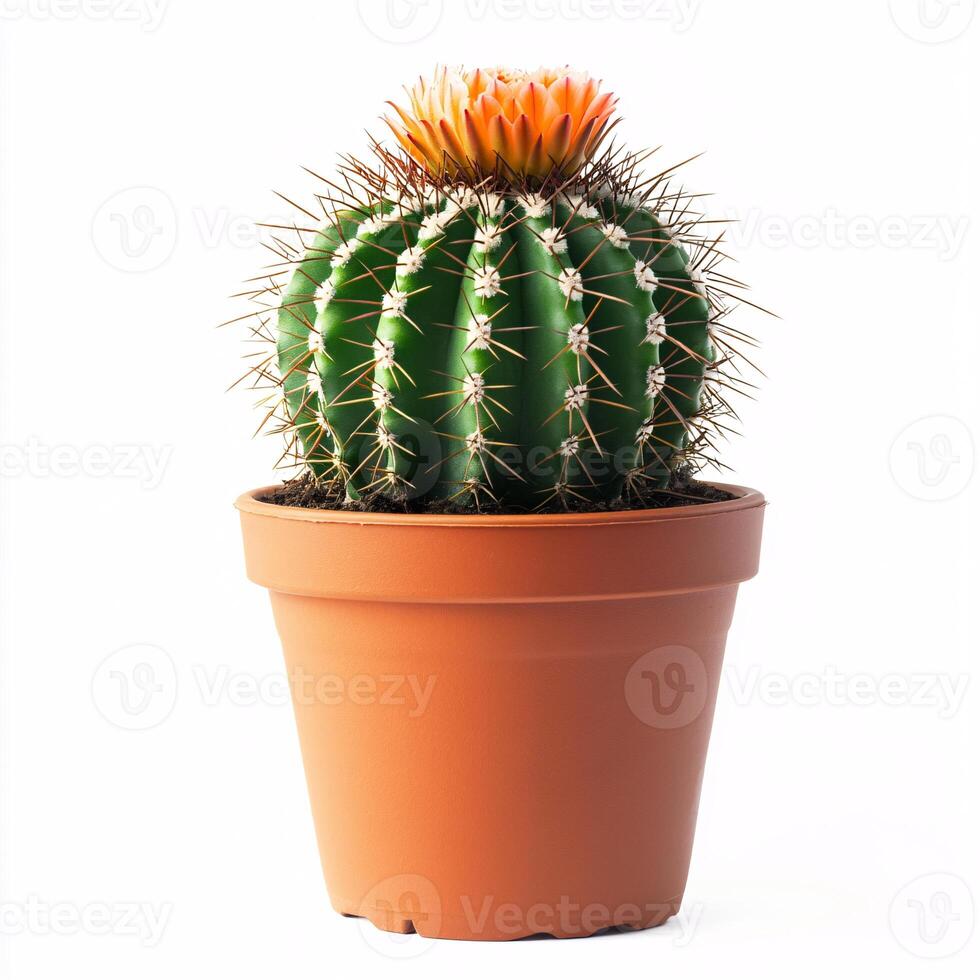 Simple and Fresh Potted Cactus Featuring Colorful Blossom Isolated on White photo