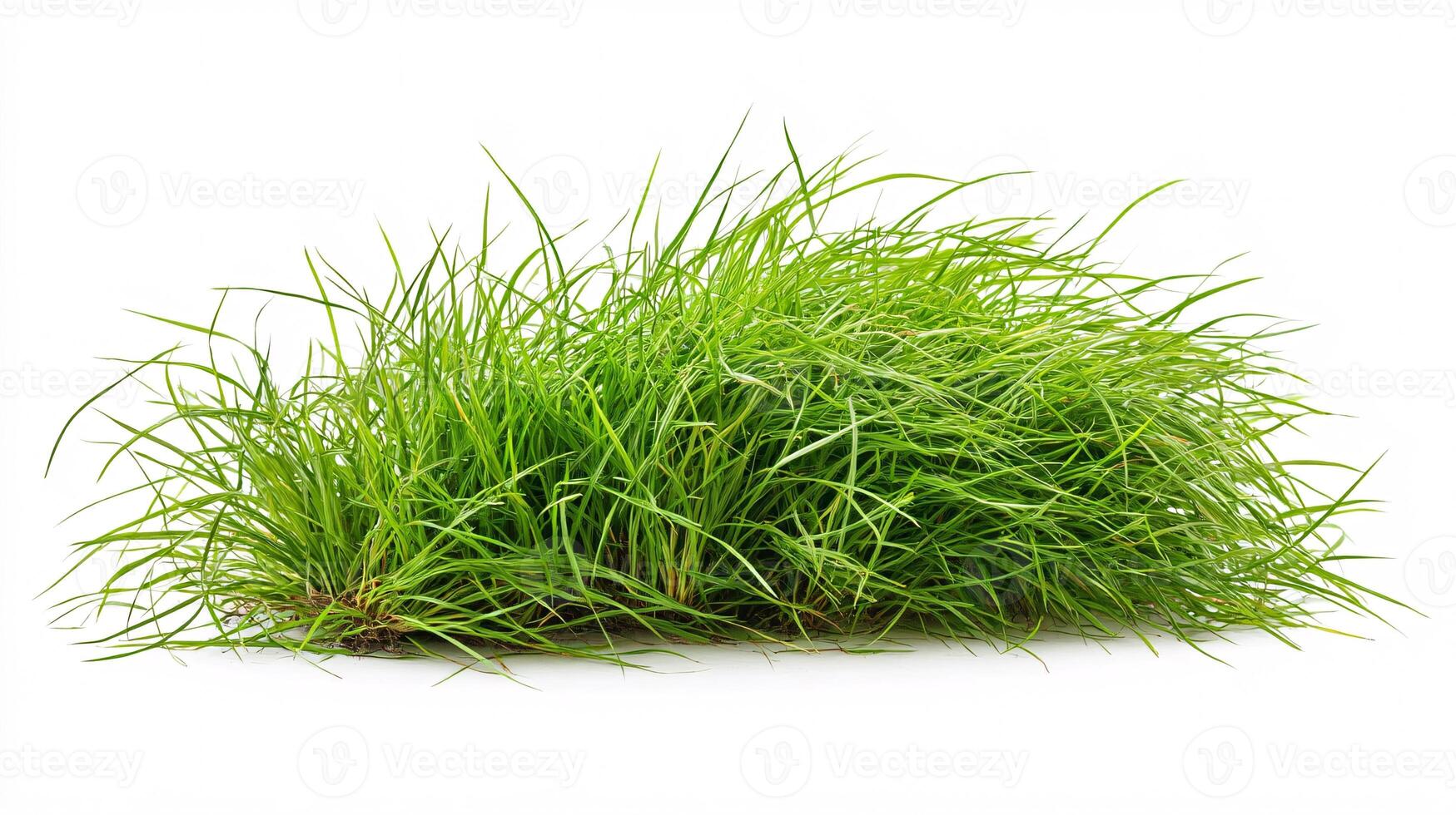 Lush Green Grass Sprigs Isolated on a Crisp White Background photo