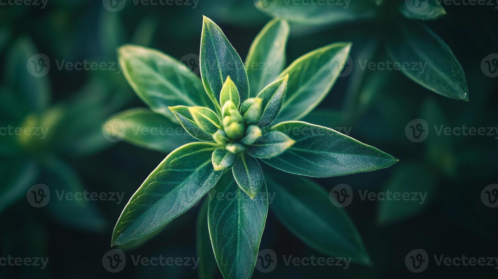 Close-Up View of Young Pineapple Plant with Textured Green Leaves photo