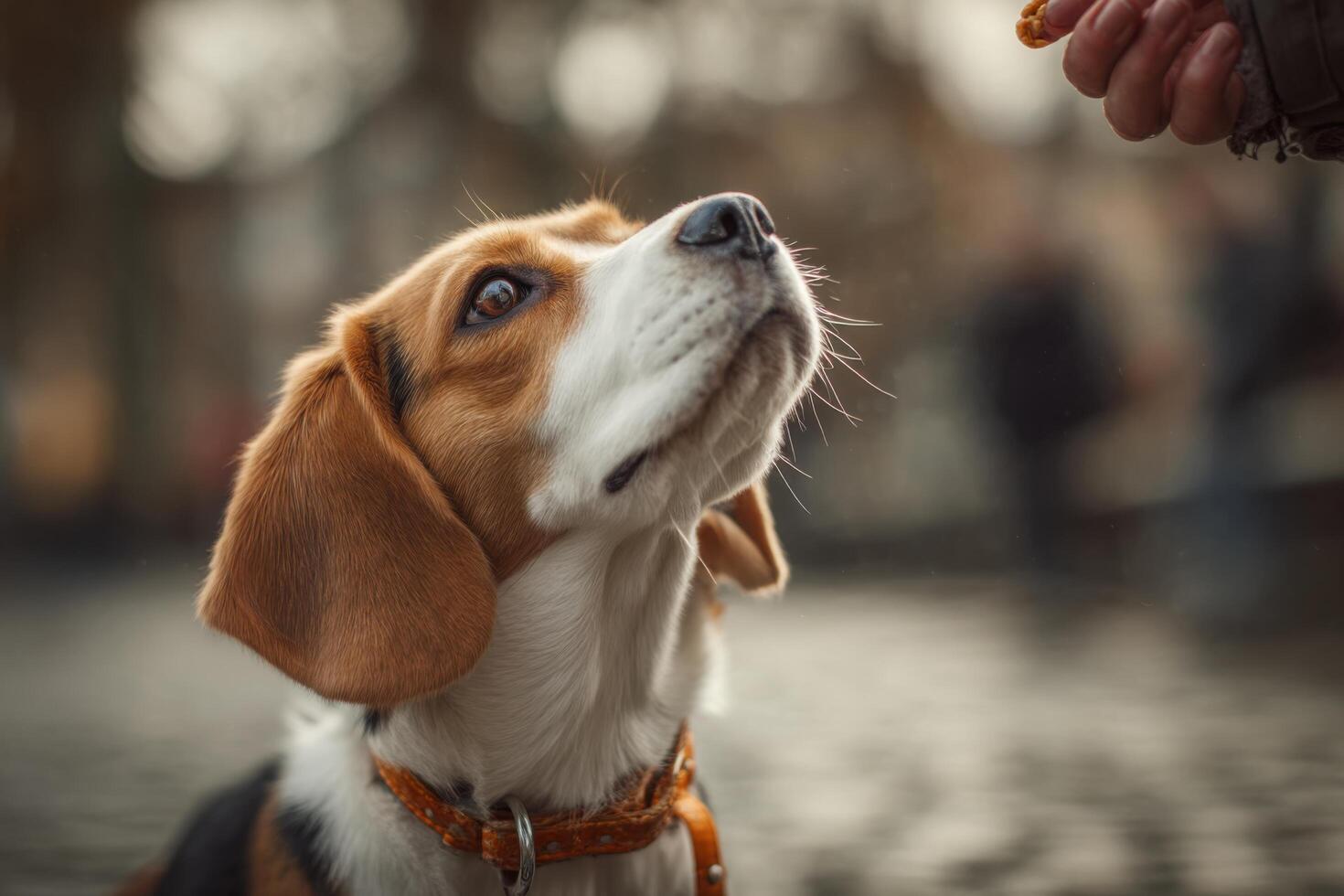 A dog is looking up at a person with a treat photo