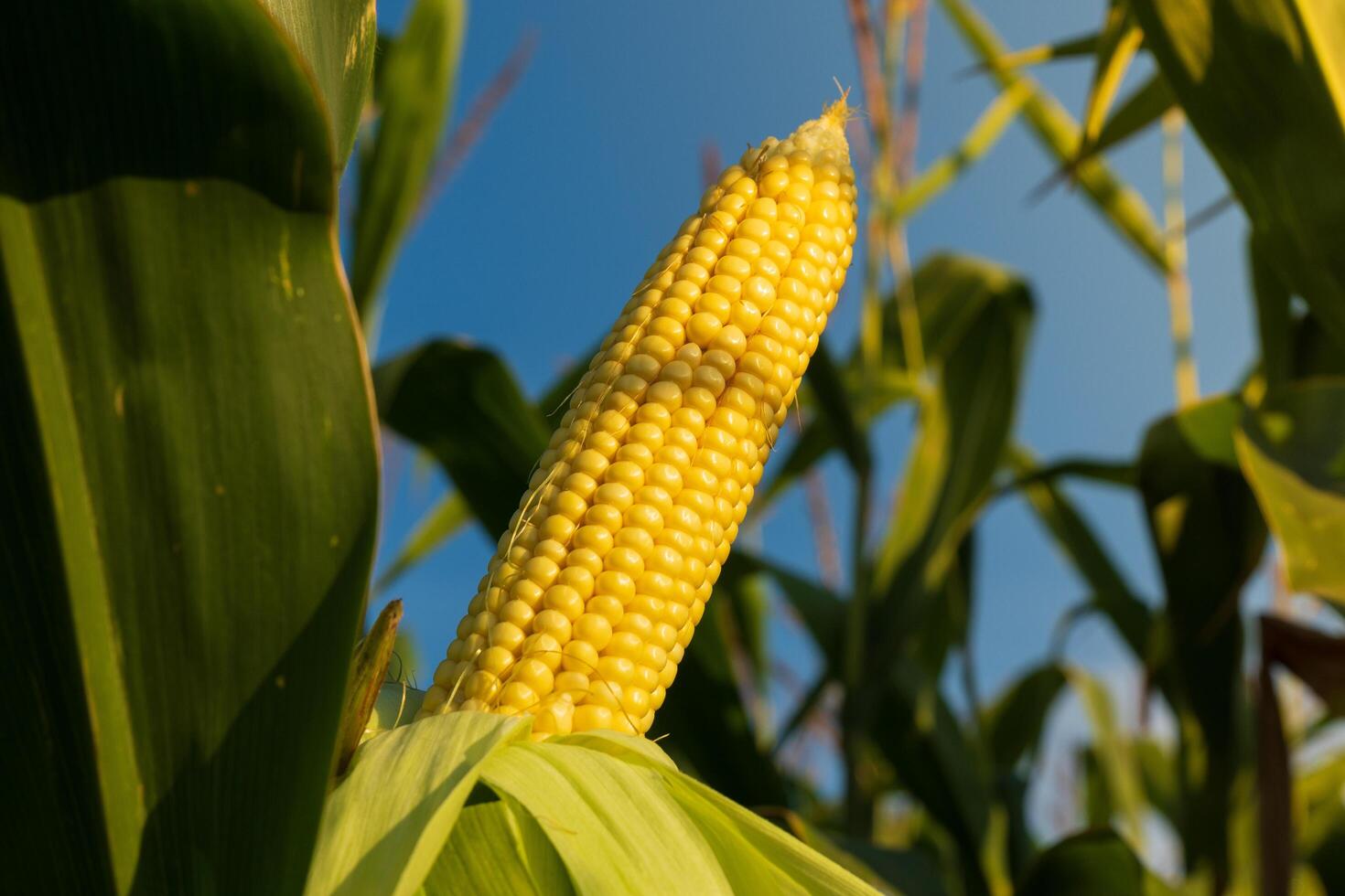 A cob of corn on the stalk. A ripe ear of corn in a field at sunset photo
