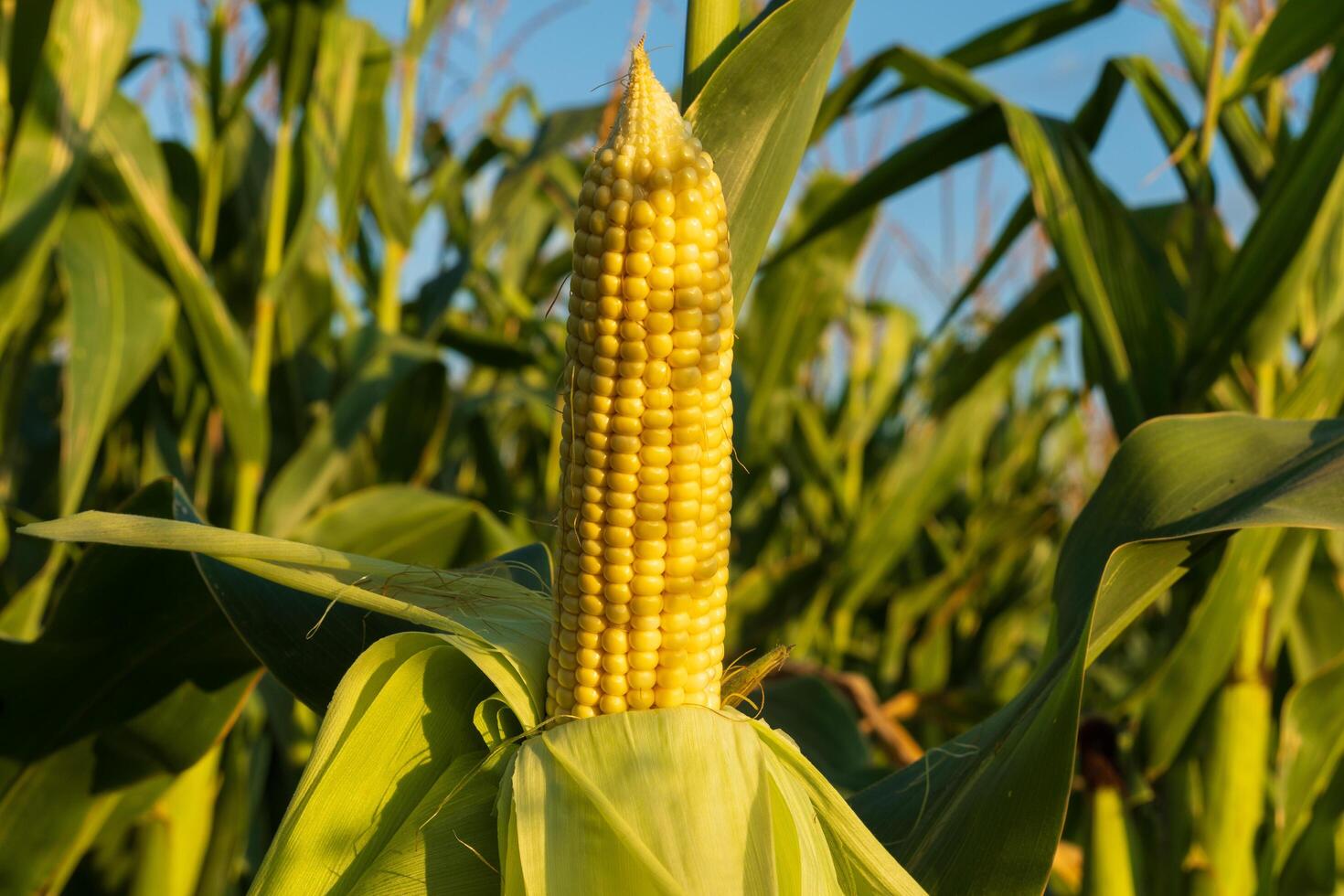 A ripe ear of corn grows in a field at sunset photo
