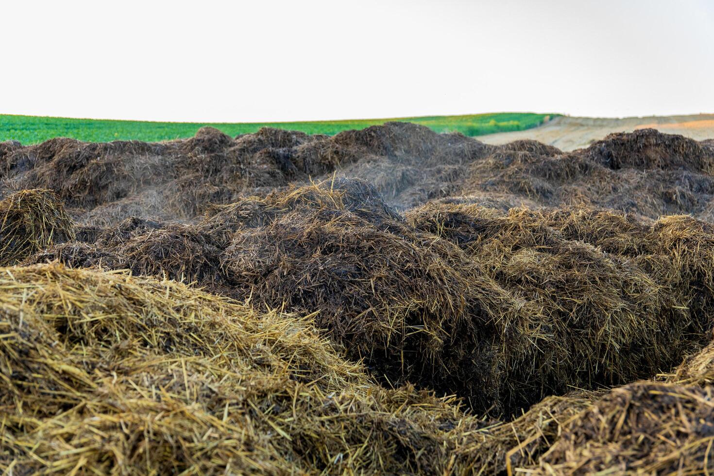 Manure for soil fertilization photo