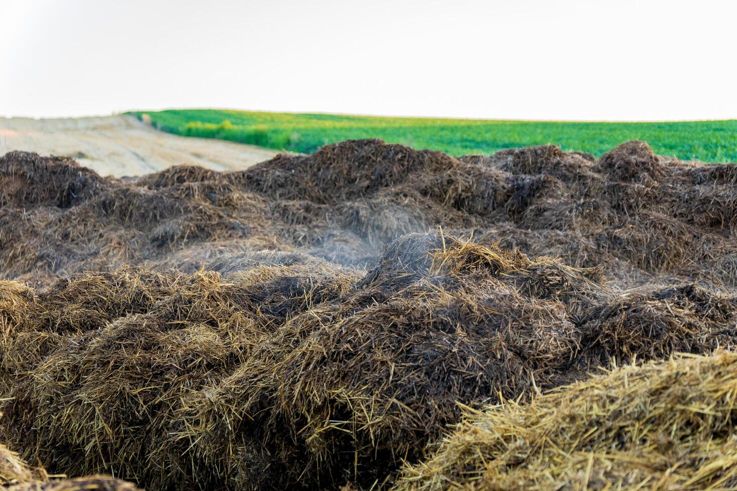 A pile of manure on an agricultura photo
