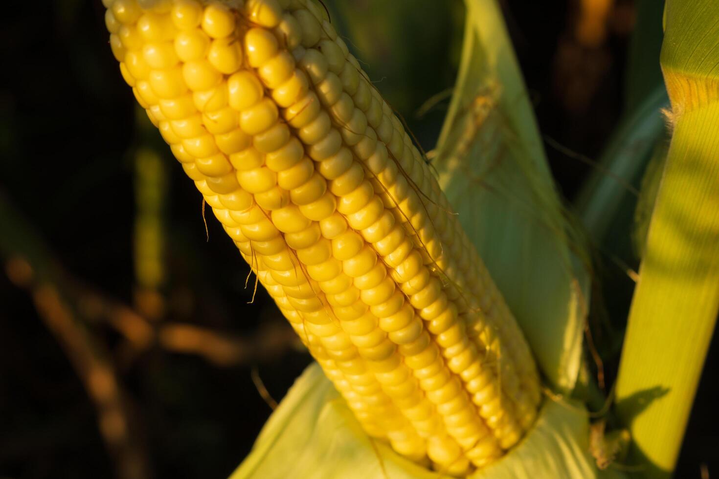 Corn grows in an agricultural field. Close-up of a ripe corn. Cultivation of corn photo