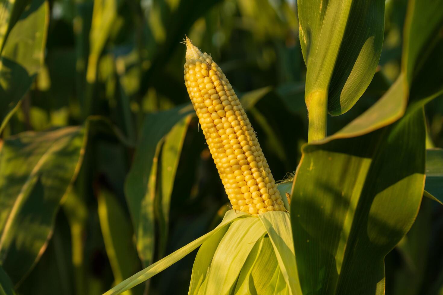 An ear of ripe corn in the field on the stalk. An ear of corn at sunset photo