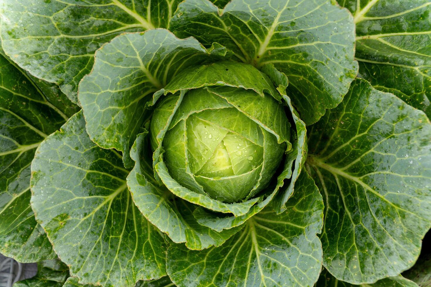 Cabbage grows in an agricultural field. Close-up of a large green cabbage. Cultivation of cabbage photo