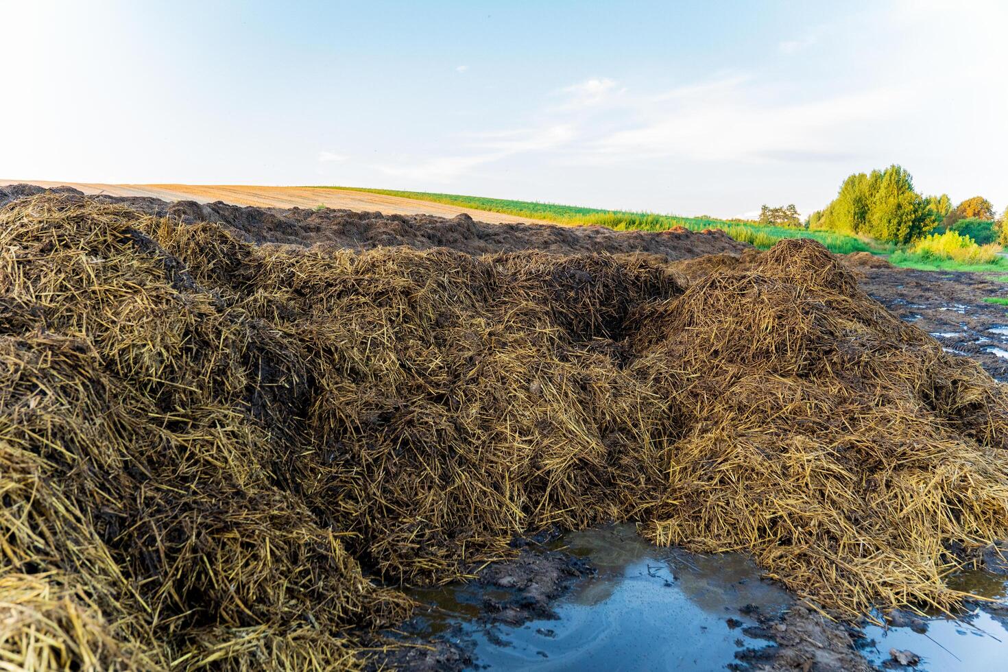 Heaps of animal manure on an agricultural field. Manure for soil fertilization. Agricultural landscape photo