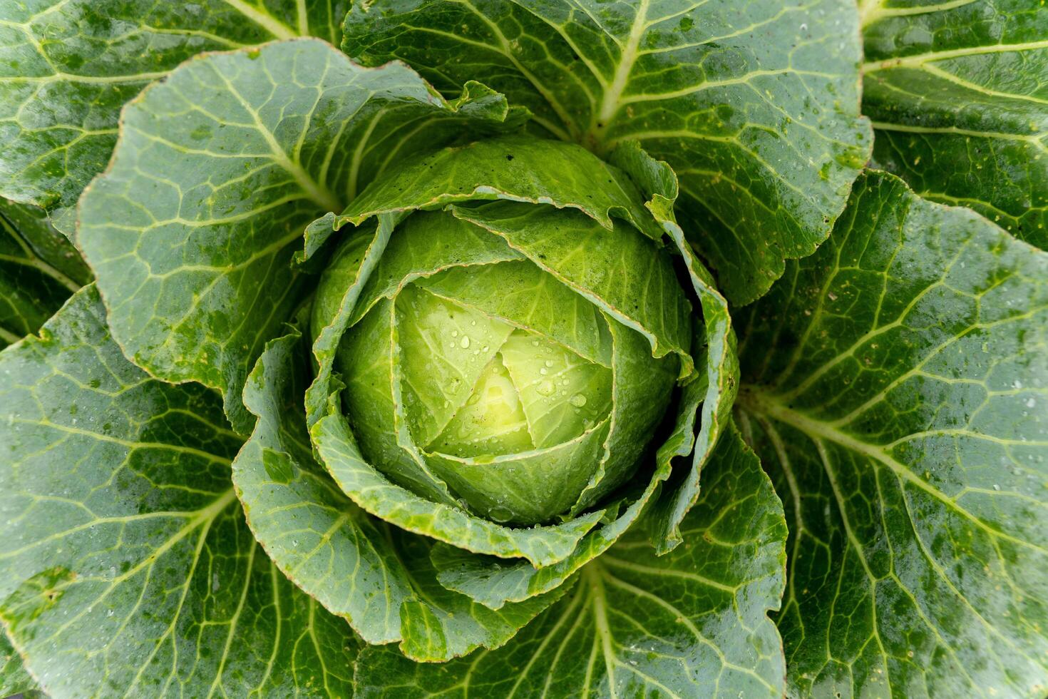 Cabbage growing in the garden organically. A close-up photo of a cabbage plant growing in a field.
