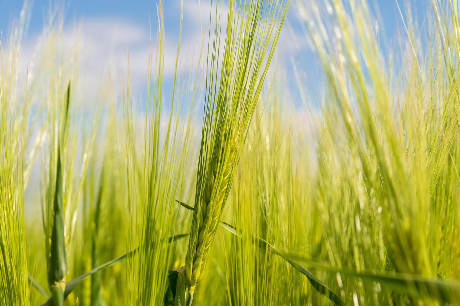 Green ears of rye on the field close up. Beautiful ears of rye in the sun. Rye on an agricultural field photo