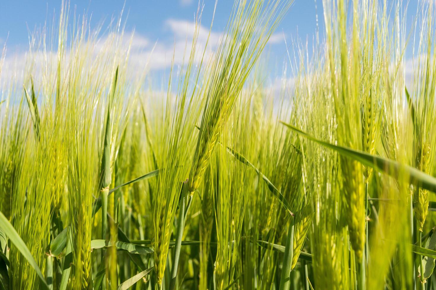 Beautiful ears of rye in the sun. Rye on an agricultural field. Cultivation of rye. Agro industry photo