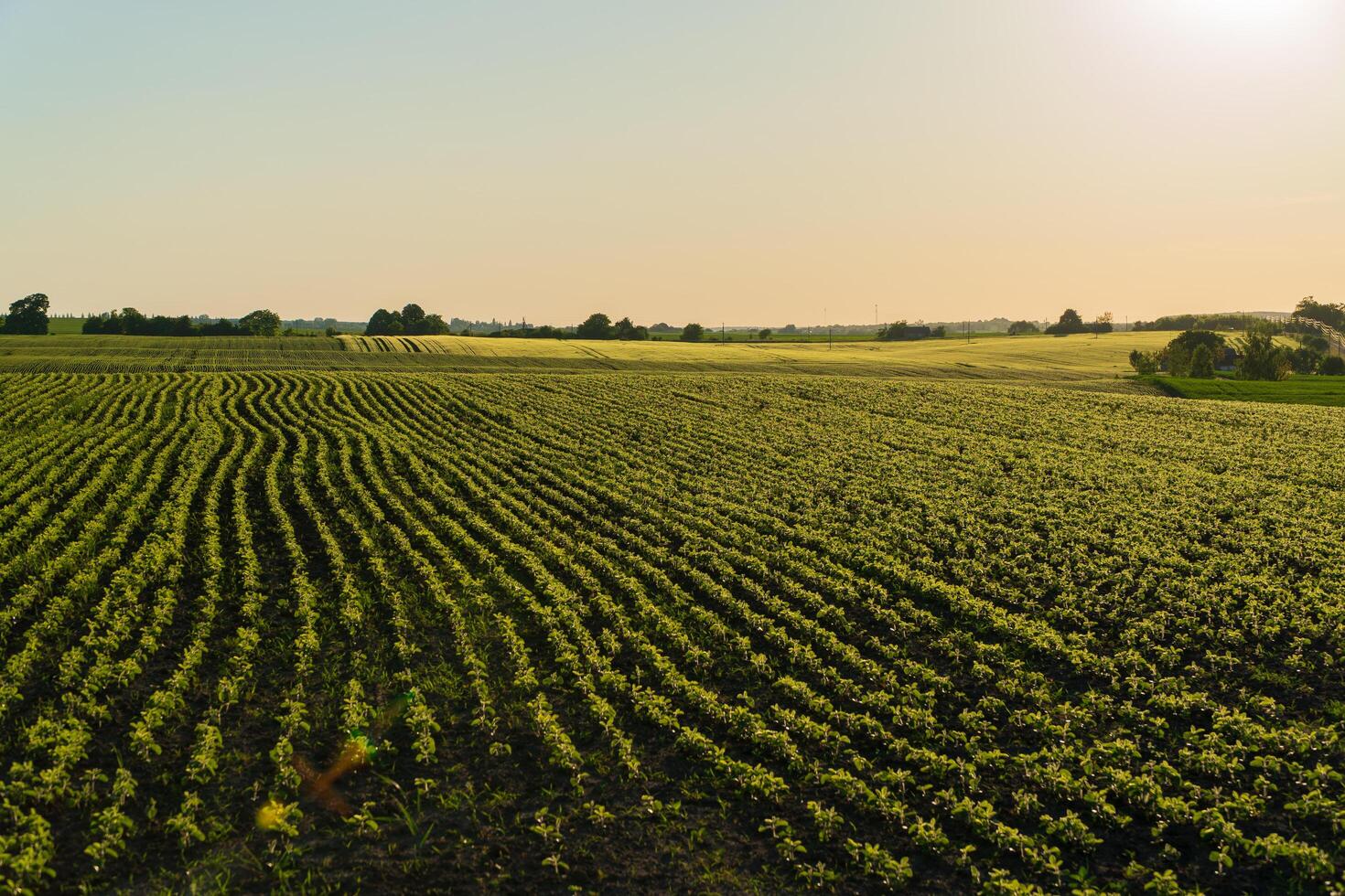 A large soybean field at sunset. Small soybean sprouts grow in the field. Agricultural landscape photo