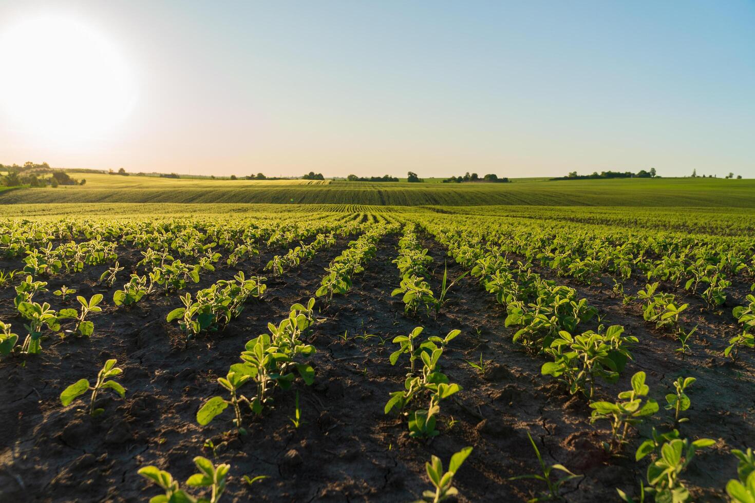 Small soybean sprouts grow in the field. Rows of small soybean plants. Agricultural soybean field at sunset. Agricultural landscape. photo