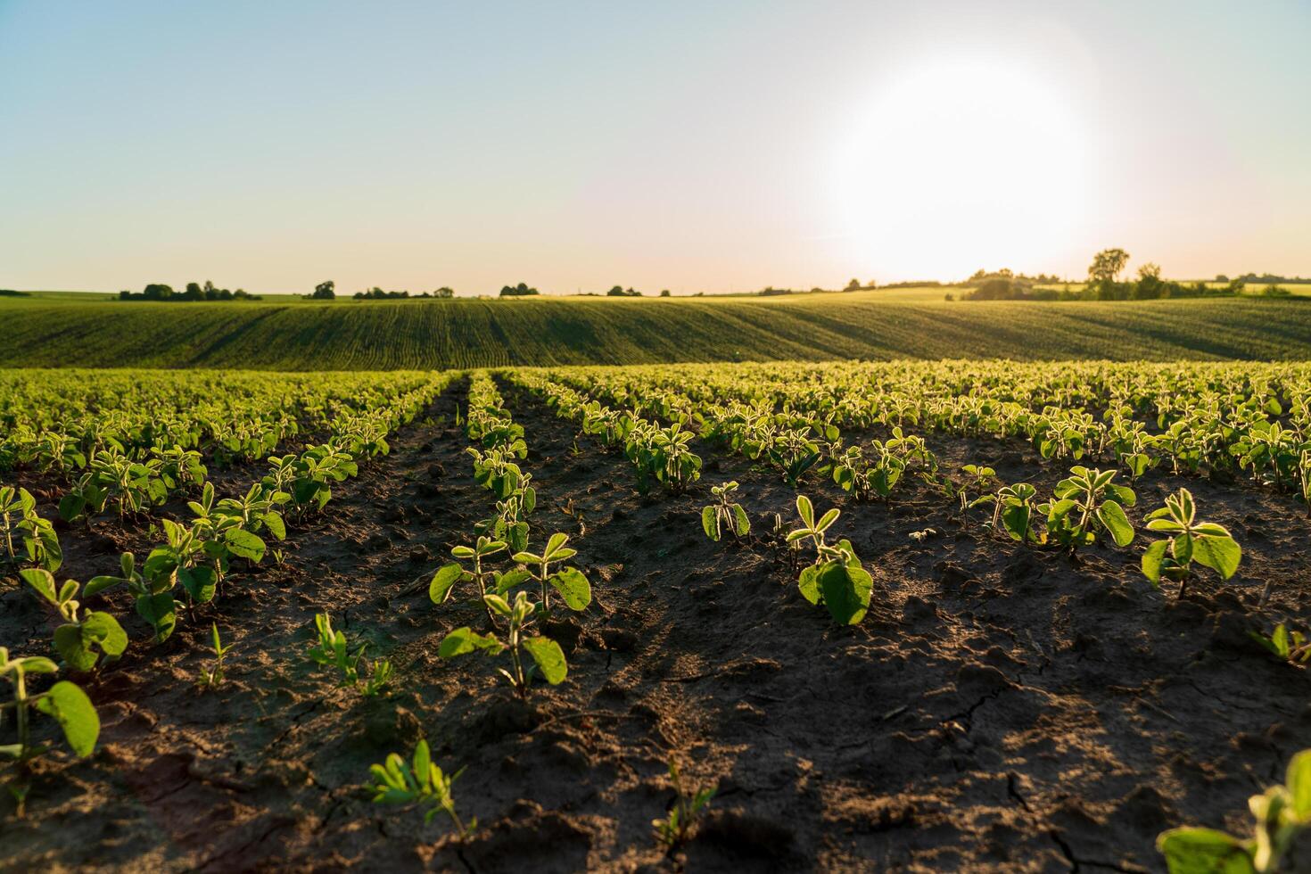 A field with small soybean plants at sunset. Beautiful rows of soybean sprouts. Small soybean seedlings grow in the field. Agricultural landscape photo