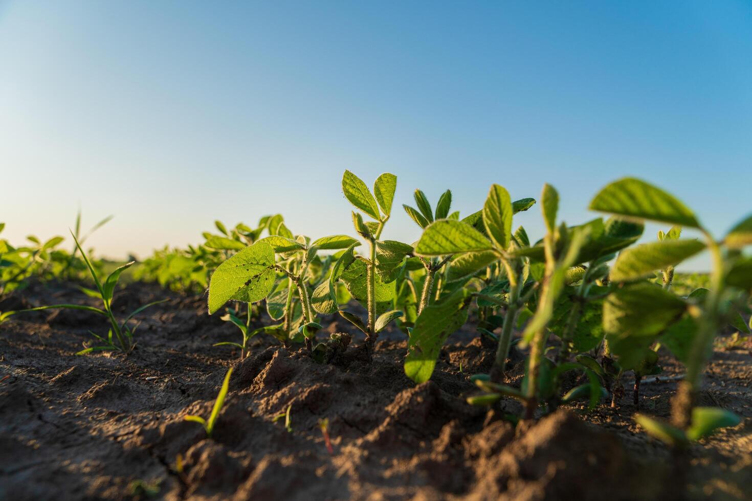 Soybean sprouts grow in the field. Close-up of a soybean sprout. Agro industry photo
