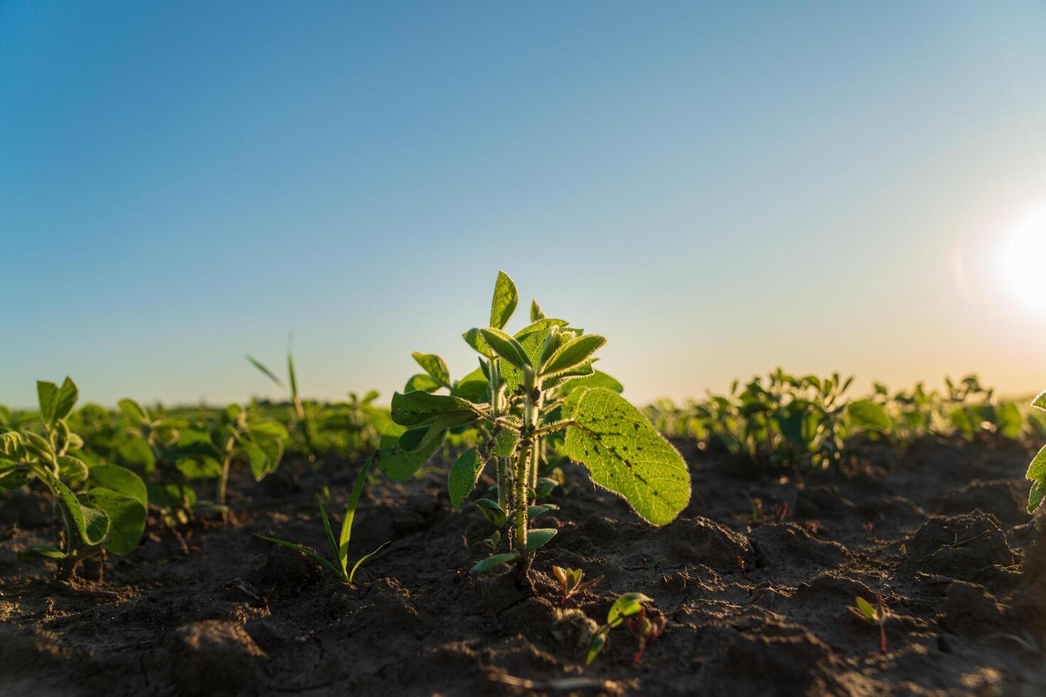 A small soybean seedling grows in a field. Close-up of soybean sprouts growing in an agricultural field. Soybean plants at sunset. Agro industry photo