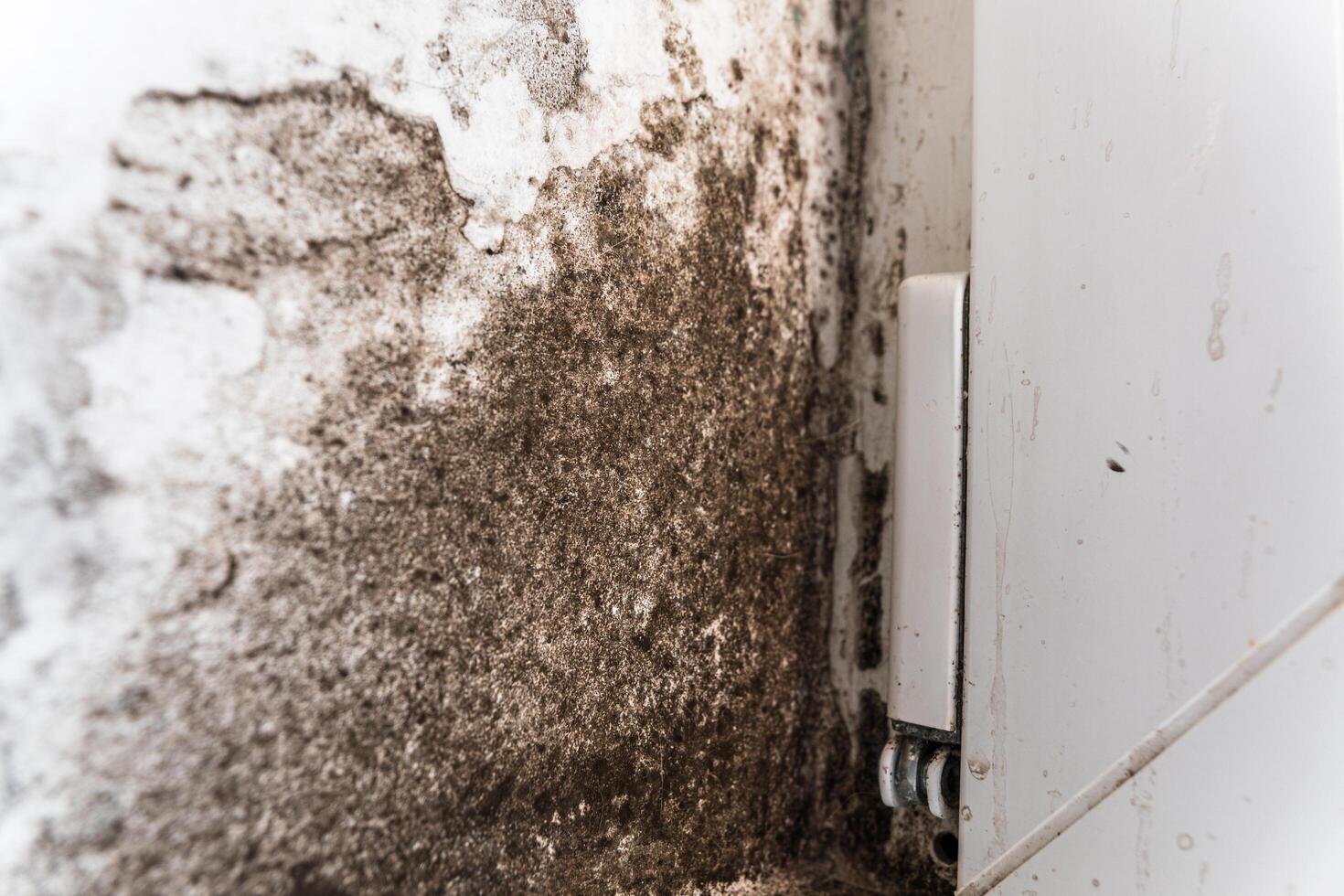 Black fungus in the corner near the white window. The white wall is attacked by black fungus and mold. Fungus in the house is harmful to health photo