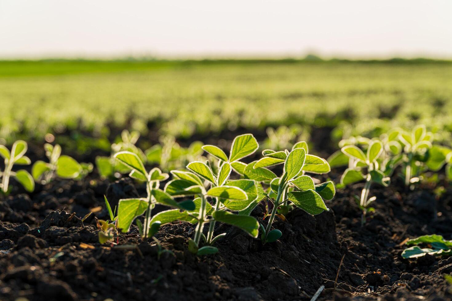 Close up of small soybean plants. Soy grows in an industrial field. Soybean sprouts grow against sunlight. Agro industry photo