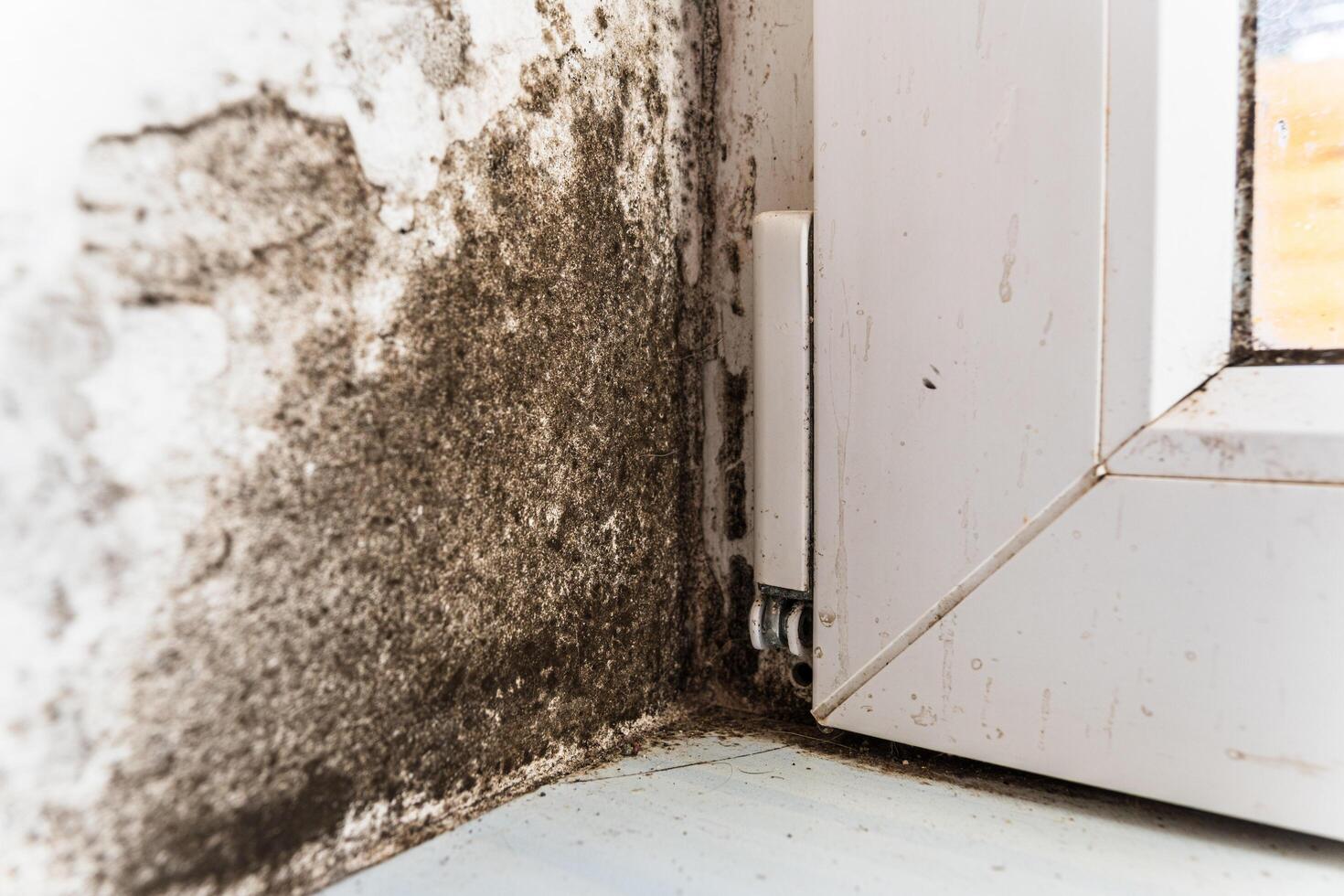 The wall of the house is affected by fungus and mold. The fungus attacks the wall and the plastic window. The white wall is attacked by black fungus and mold photo