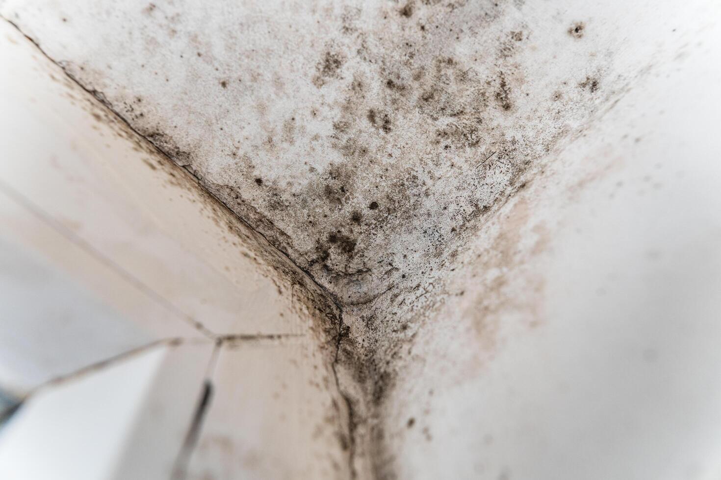 The fungus attacks the wall and the plastic window. Mold and fungus spoil the house photo