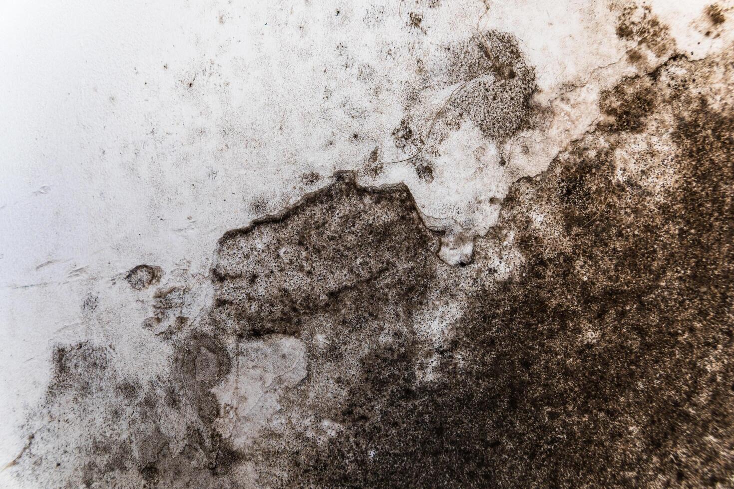 Black fungus on a white wall. Fungus and mold attack the wall photo
