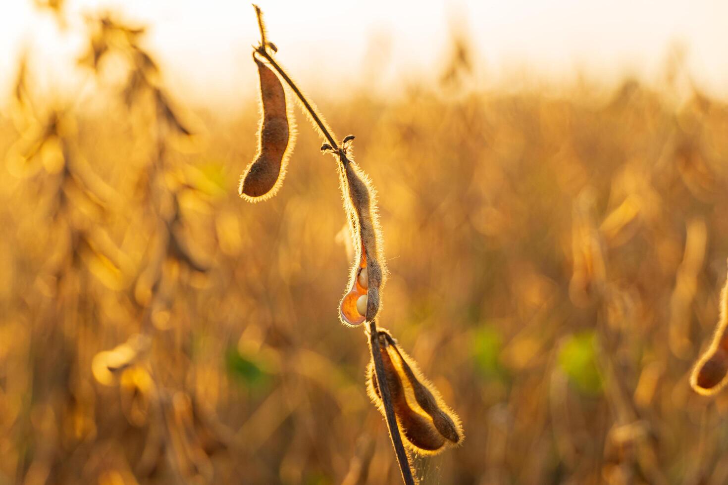 Ripe soybean pod ready for harvest photo