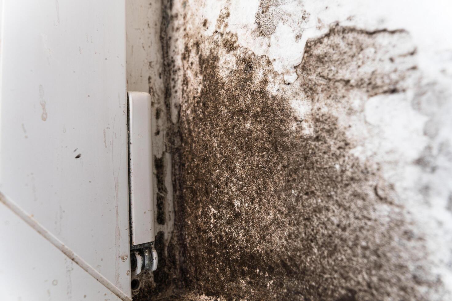The wall of the house is affected by fungus and mold. Black fungus on the wall near the plastic window photo