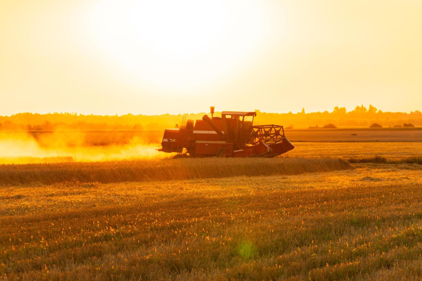A combine harvester works on a field at sunset. Agricultural harvester on a wheat field. Rural landscape photo