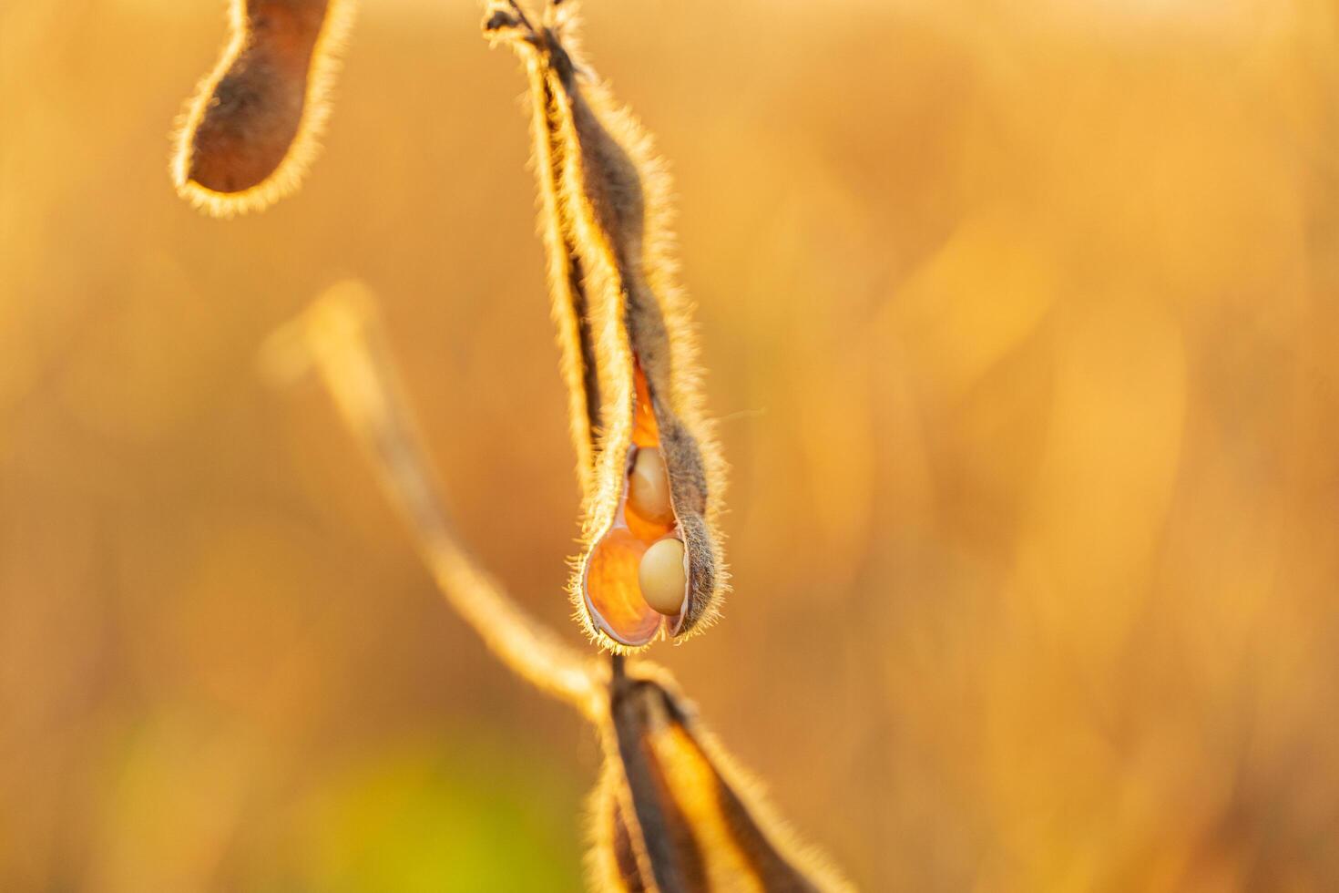 Close-up of a soybean pod illuminated by the sun. Ripe soybean pod ready for harvest photo