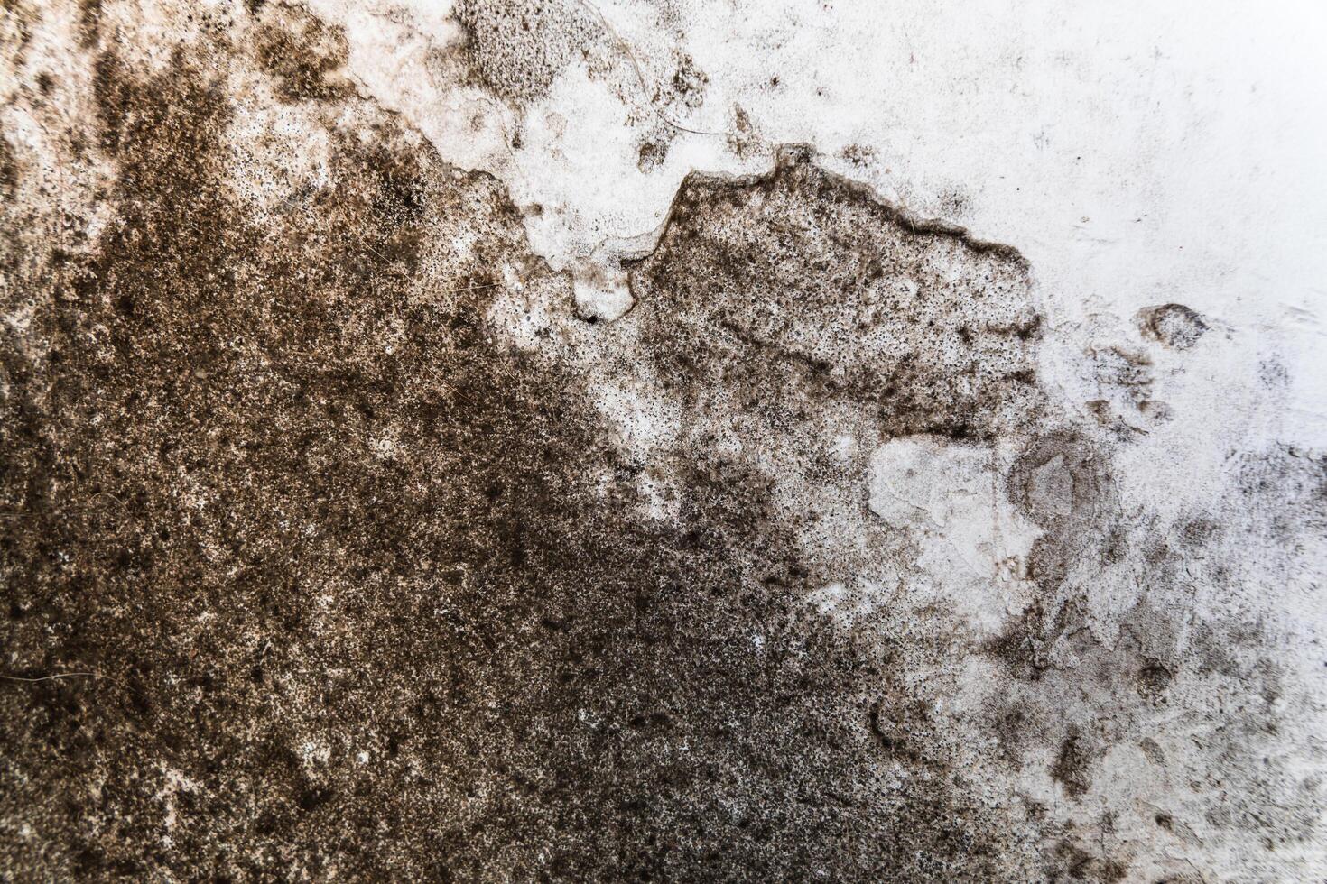 A close-up of a white wall covered with black fungus. The background of a white wall covered with fungus and mold. Mold and fungus destroys the wall photo