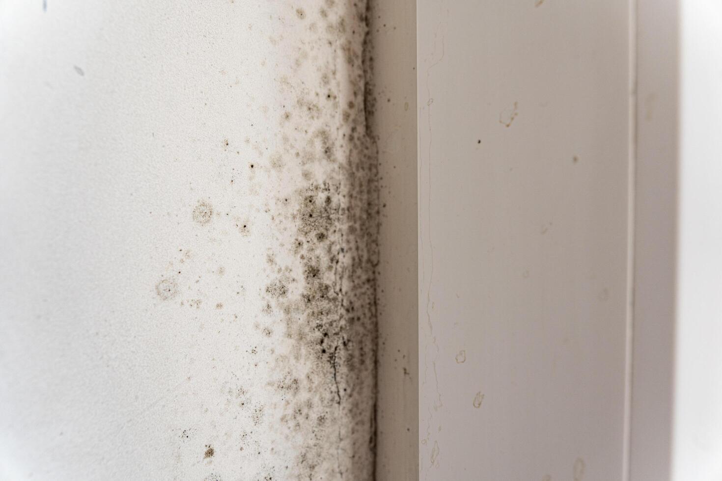 Fungus on the wall near the window. Fungus spoils the walls of the house. The walls of the house are affected by fungus photo