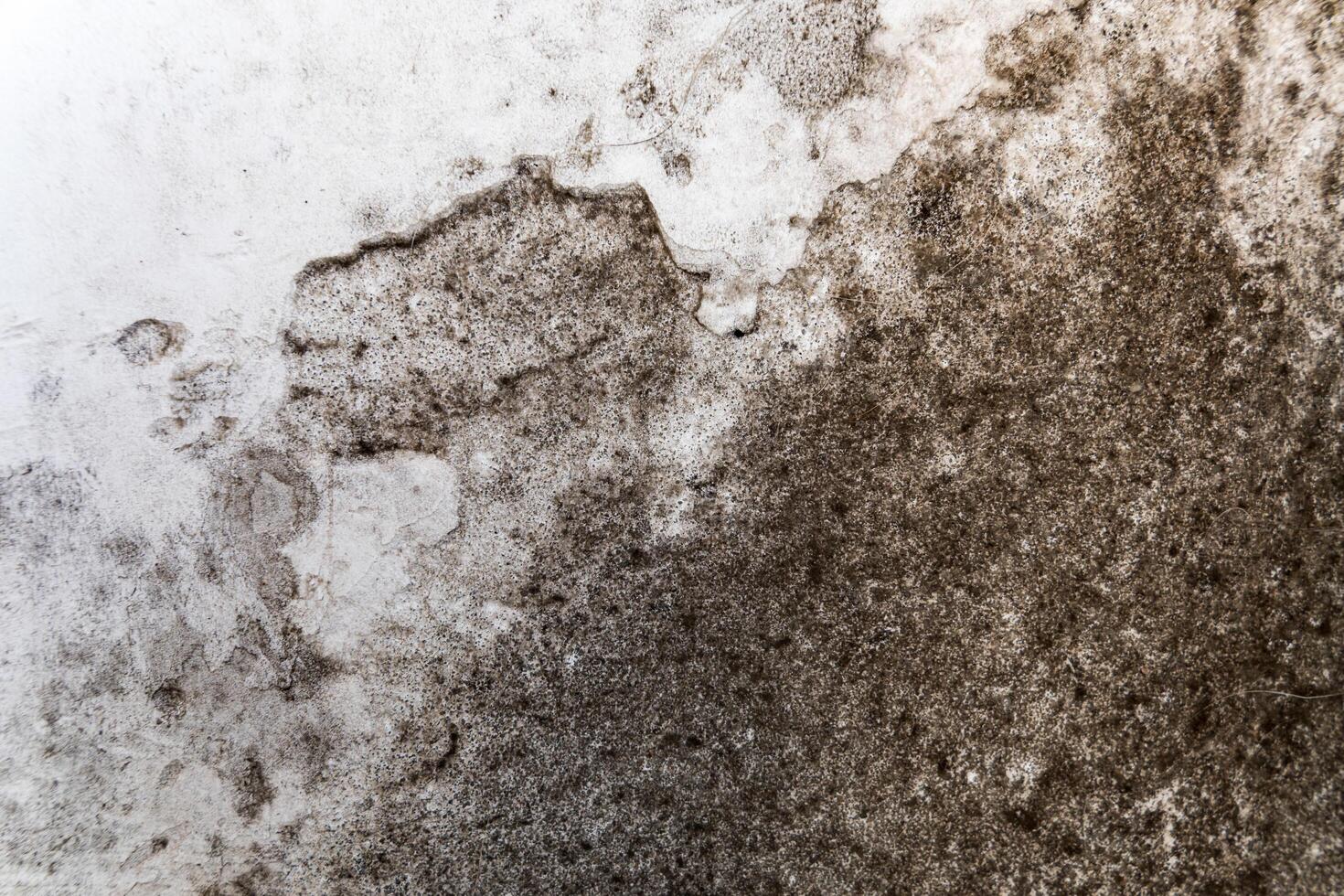 A close-up of the wall is covered with black fungus. The wall is attacked by fungus. Wall texture with fungus and mold photo