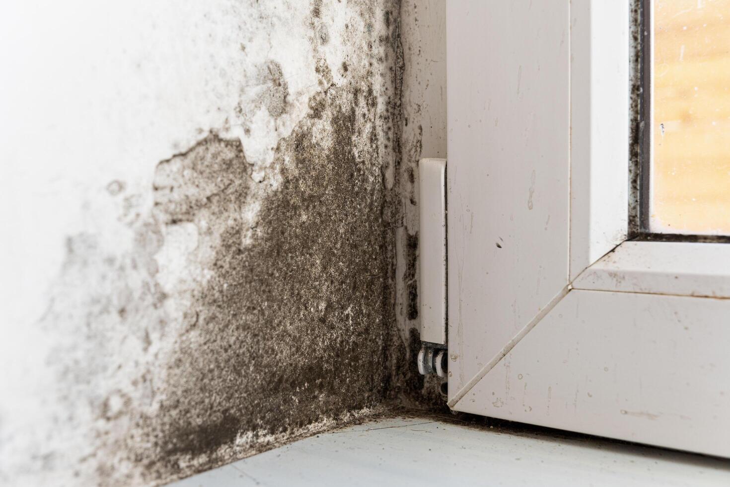 Fungus on the wall near the window. Mold and fungus on the wall in the house. Fungus and mold in the house are harmful to health photo