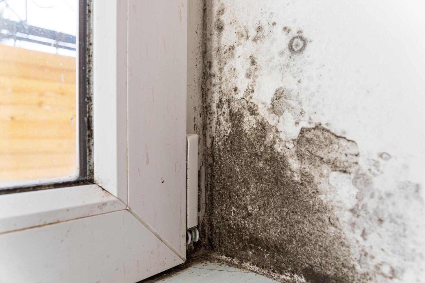 Black fungus on the wall near the plastic window. Mold and fungus destroy the white wall in the house. The wall needs to remove the fungus photo