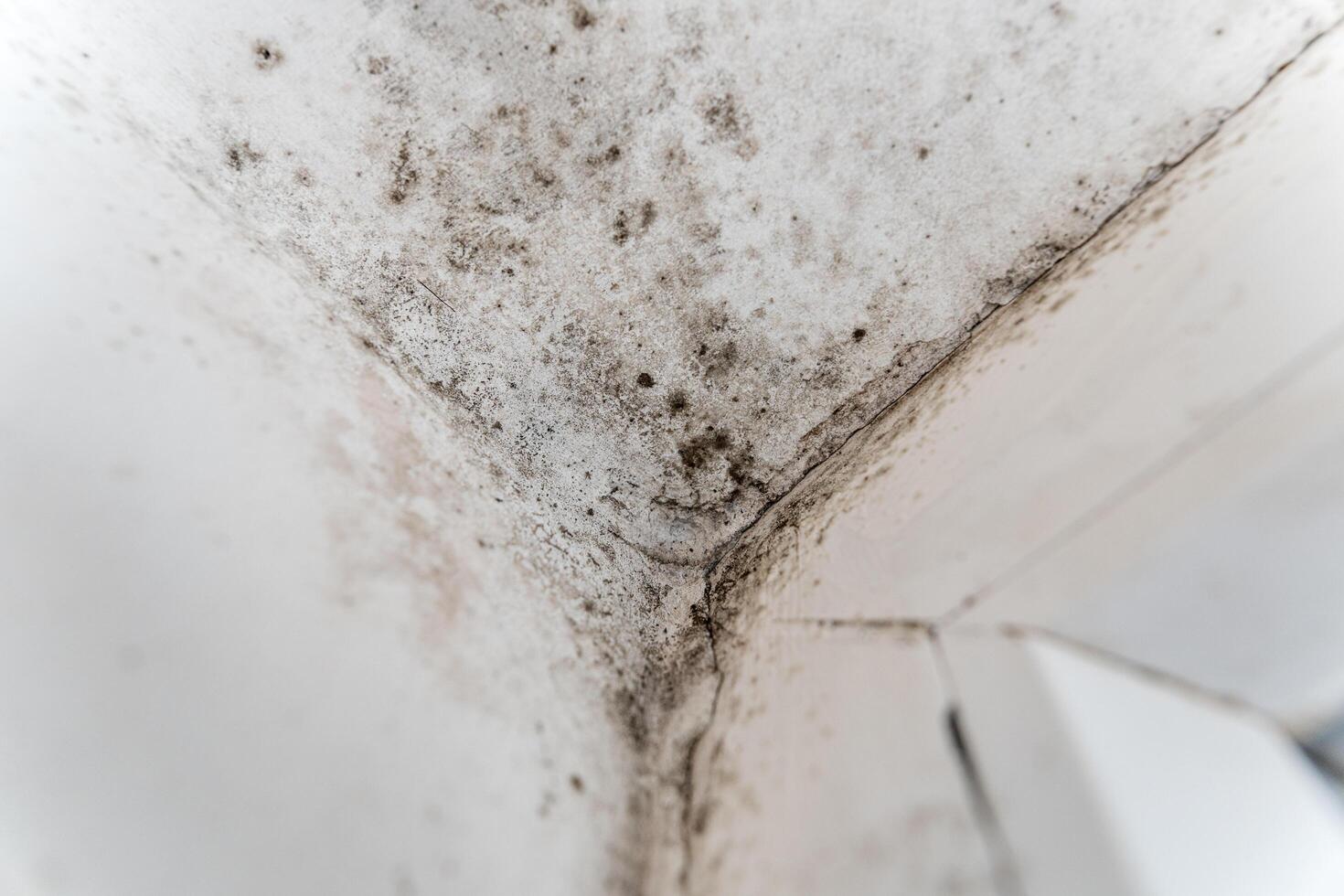 Black fungus in the corner of the window. Black fungus destroys the walls of the house photo
