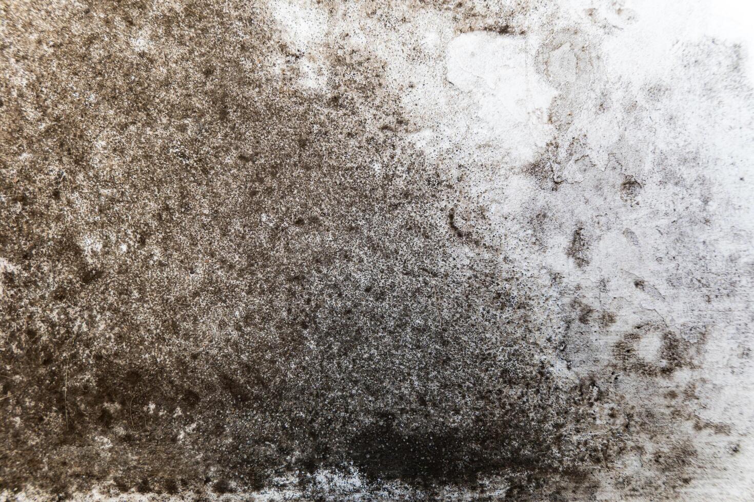 The white wall is covered with fungus and mold. Mold and fungus destroy the wall. Fungus and mold background photo