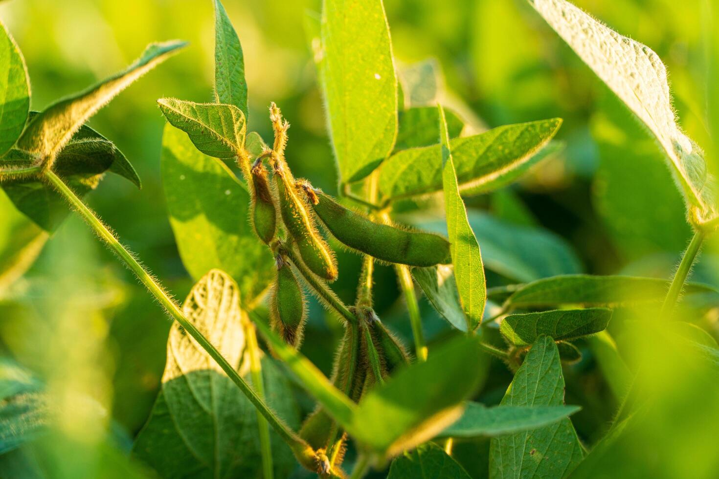 Soybeans grow on stalks. Soybeans in the growing stage photo