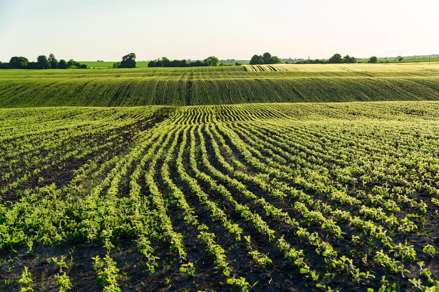 Small soybean plants grow in beautiful rows on the field. Agricultural soybean field on a sunny day photo