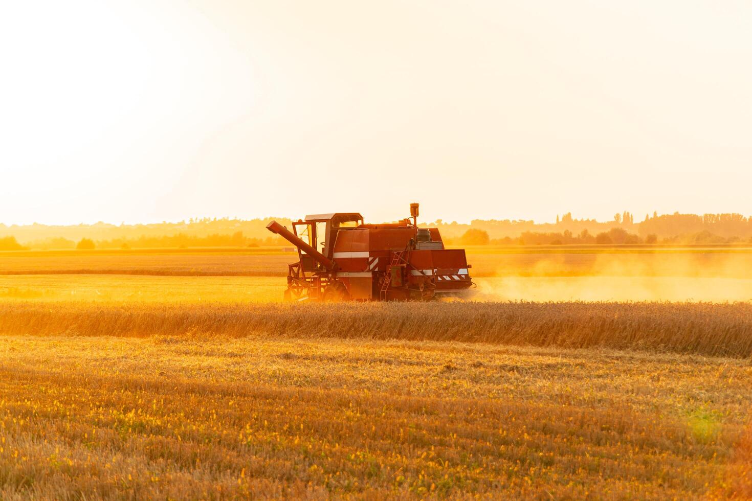 Agricultural harvester harvesting in the field at sunset. The combine harvester works in the field. Agricultural machinery for harvesting photo