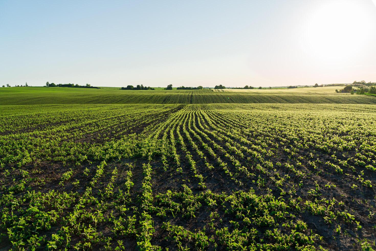 Young soybean sprouts grow in the field. Cultivation of soybean plants. Soy grows in an industrial field photo