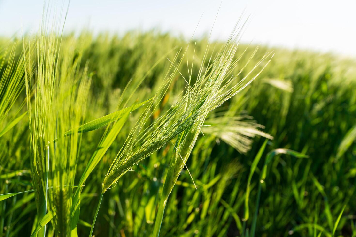 Young green rye. Ears of rye close-up. Grain cultivation photo