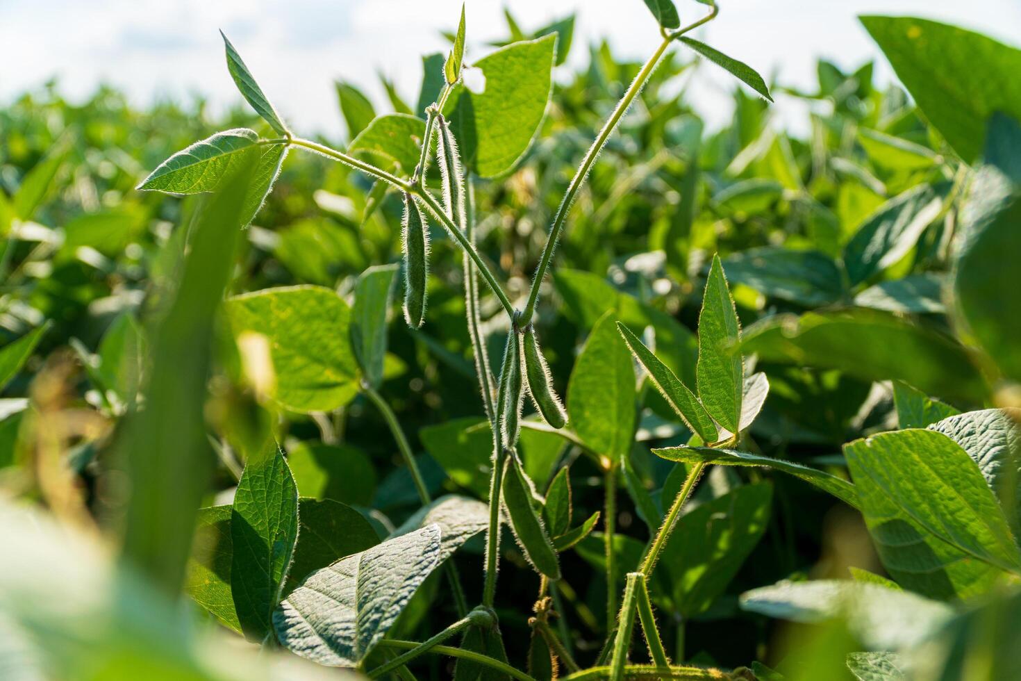 Green soybean pods on stalks. Cultivation of soybean plants photo