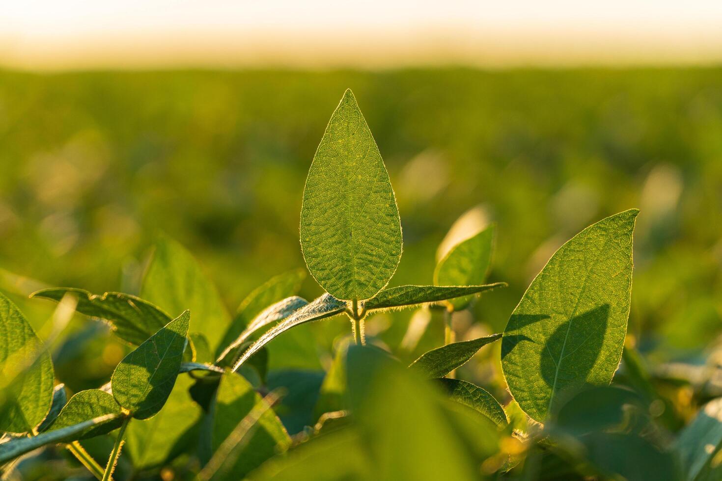 Field with soybean plants. Beautiful soybean leaves at sunset photo